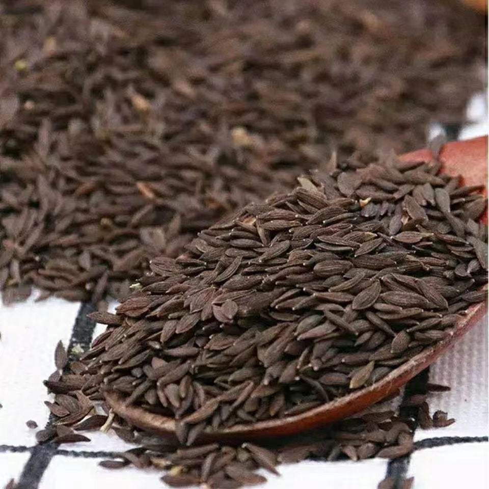 Imperial Vegetable 🌿Gong Cai seeds (Dried Celtuce Stem)