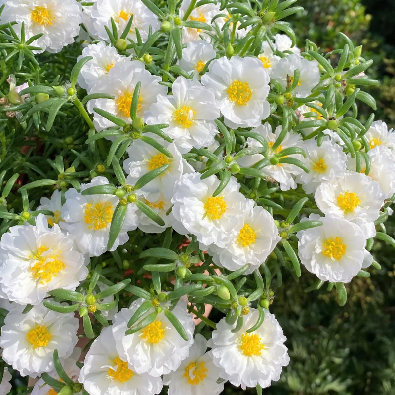 🌞 Bring Sunshine to Your Garden with Sunburst Moss Rose Seeds