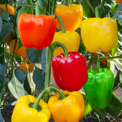 Sweet, Colorful Peppers: Plant the Seeds of Flavor