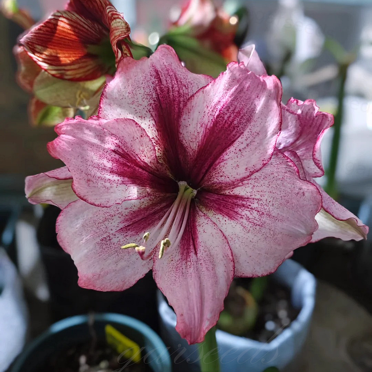🌼Double-Petaled Perfume Amaryllis Bulbs