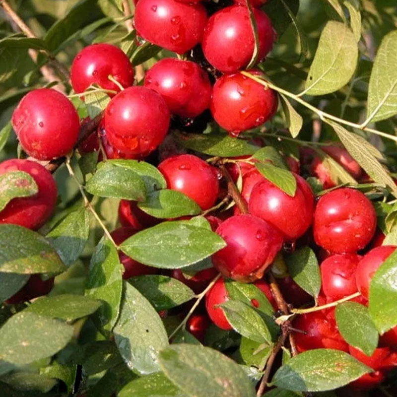 🍒DWARF CHERRY🌿PRUNUS HUMILIS SEEDS