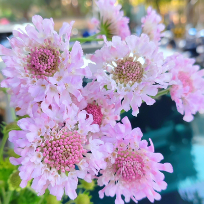 Scabiosa Comosa Seeds