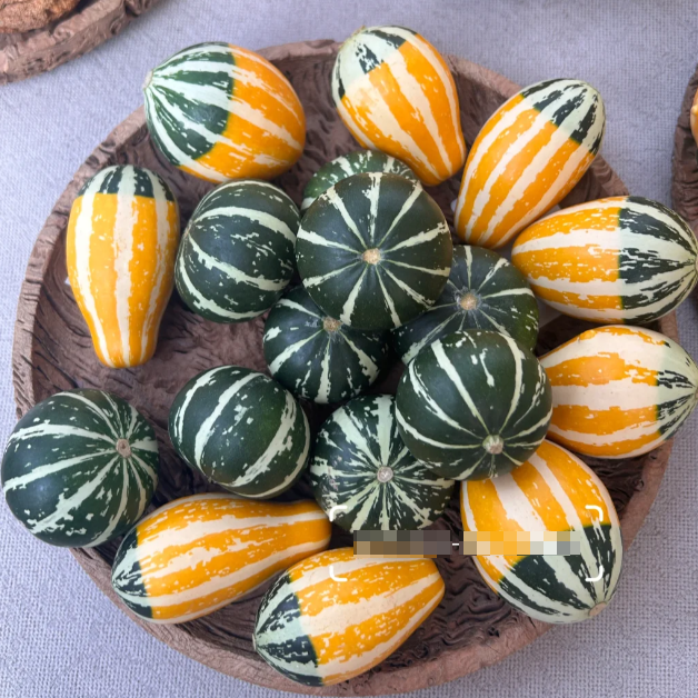🎃 Mexican Gourd Pumpkin Seeds – Nature’s One-of-a-Kind Art!