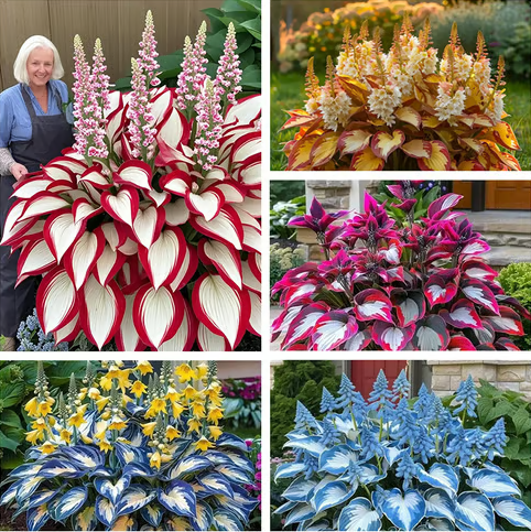 🎁2026 Special Offer🍃Rare Hosta Seeds🌿