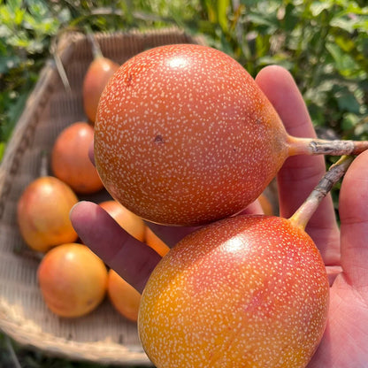 COLOMBIAN PASSION FRUIT SEEDS