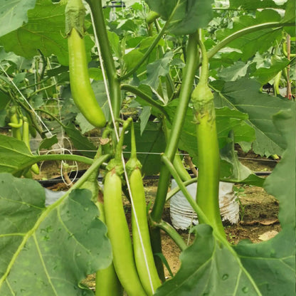 EGGPLANT SEEDS
