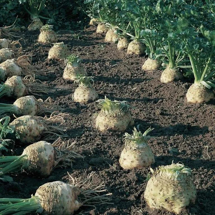 Celeriac Seeds Celery Root Seeds