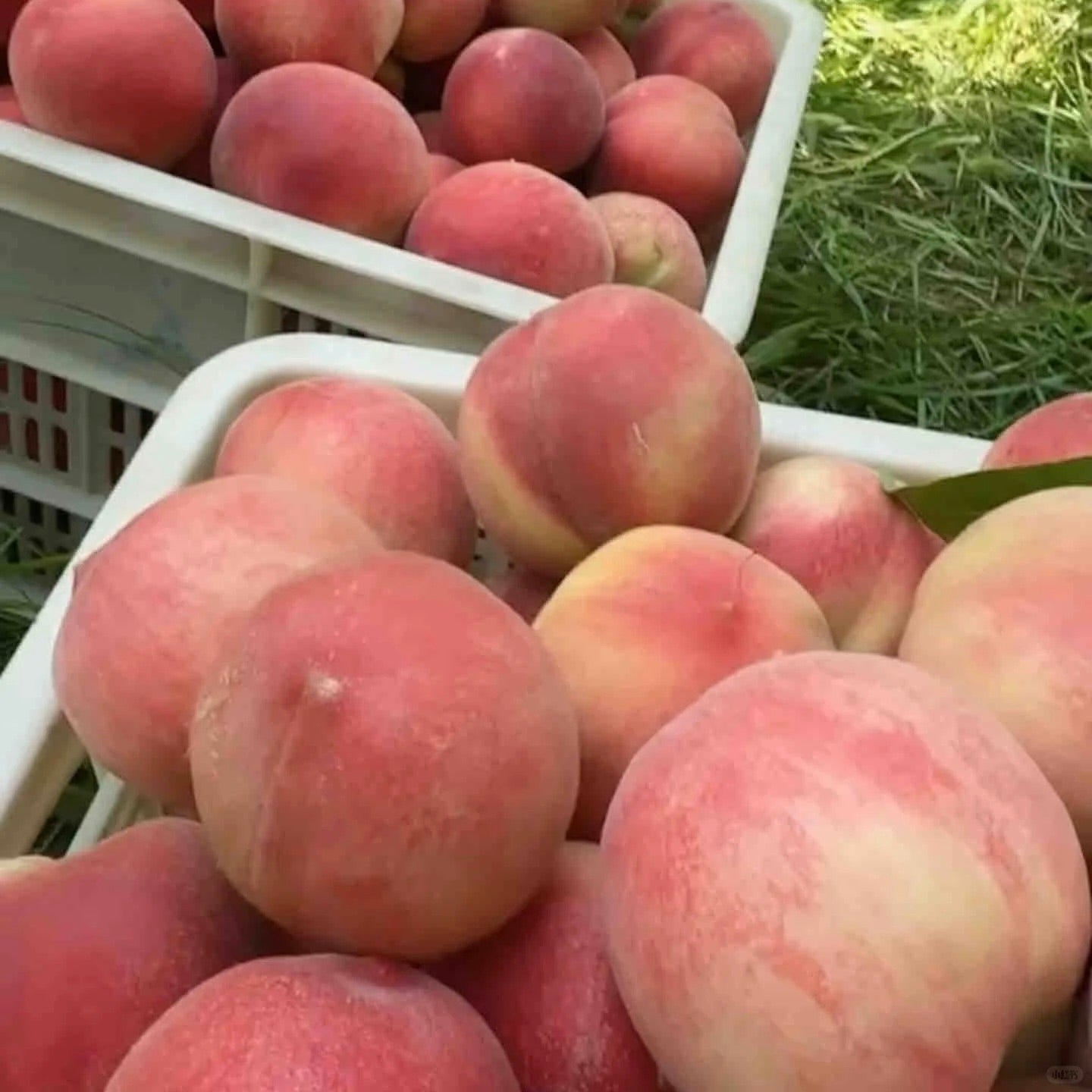 🍑 Longevity Peach Tree Seeds