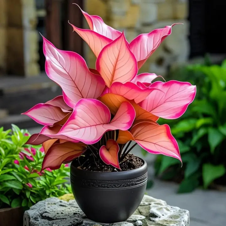 Midnight meteorite hosta Bulbs 🍃