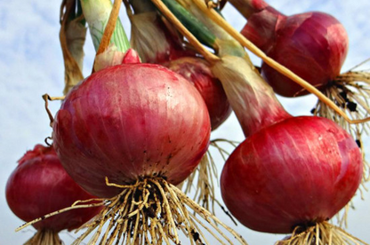 Purple Fruit Onion Vegetable Seeds