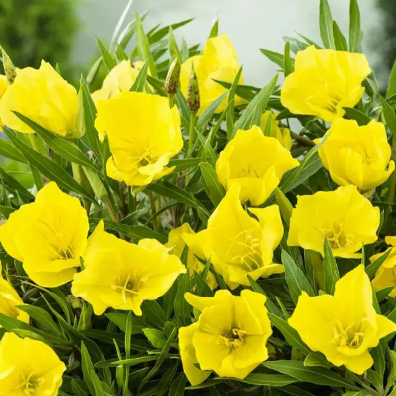 EVENING PRIMROSE SEEDS
