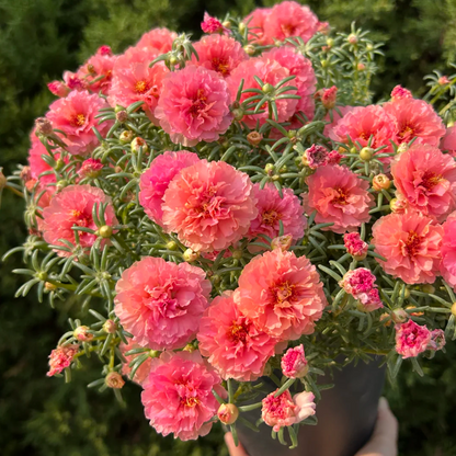 🌞 Bring Sunshine to Your Garden with Sunburst Moss Rose Seeds