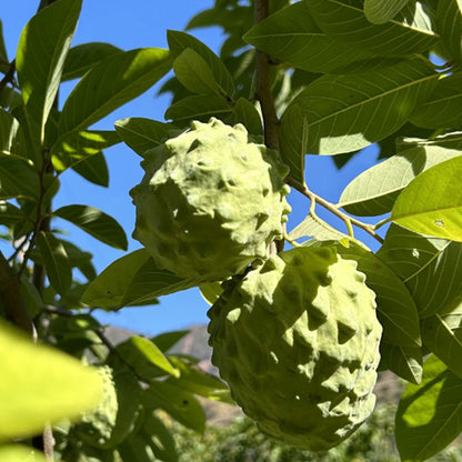 SUGAR APPLE  SEEDS