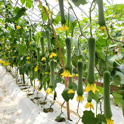 🥒MEAT LOFOAH SEEDS