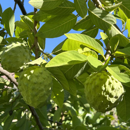 SUGAR APPLE  SEEDS
