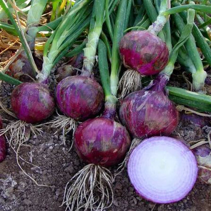 Purple Fruit Onion Vegetable Seeds