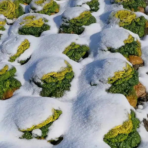 Brassica Narinosa Seeds 🥬