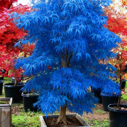 Sapphire Maple Tree Seeds – Grow Your Stunning Blue Foliage This Season!