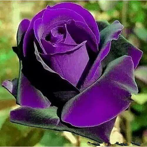 Rare purple dragon rose seeds