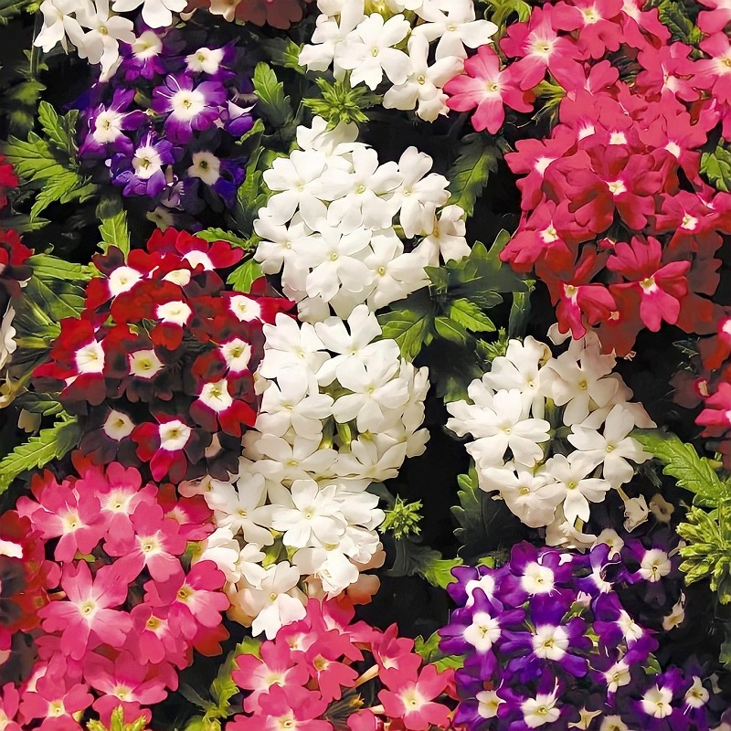 Potted flower seeds-Verbena seeds Four seasons sowing landscape flower sea potted flowers