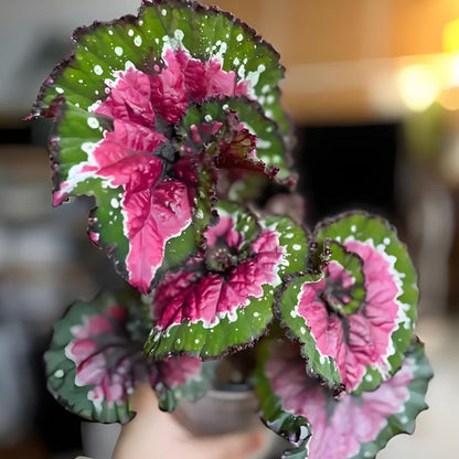 BEGONIA ESCARGOT SEEDS