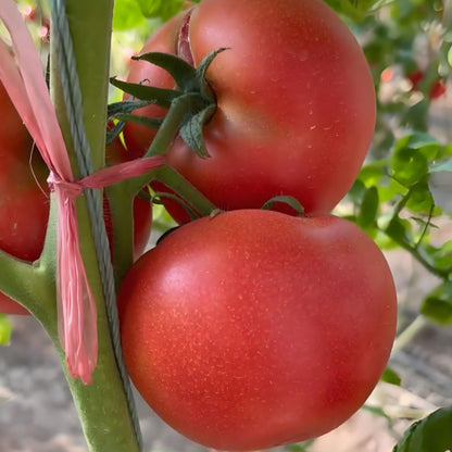 HEIRLOOM SANDY-FLESH TOMATO SEEDS🍅