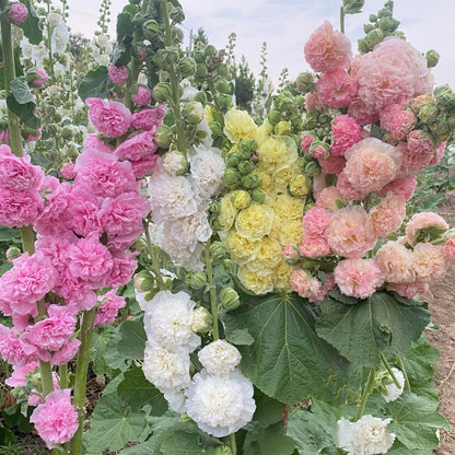 Double Hollyhock Seeds 🌼