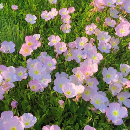 EVENING PRIMROSE SEEDS
