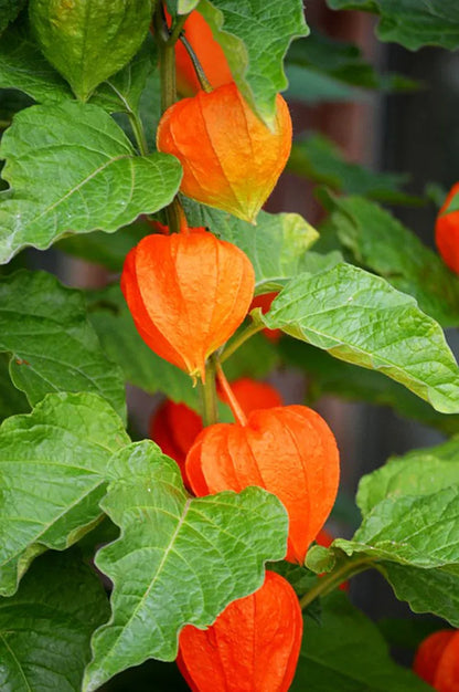 🎉65% OFF💥🔥Lantern Cherry Seeds🍓🍒Winter Ground Cherry-Strawberry Ground Cherry