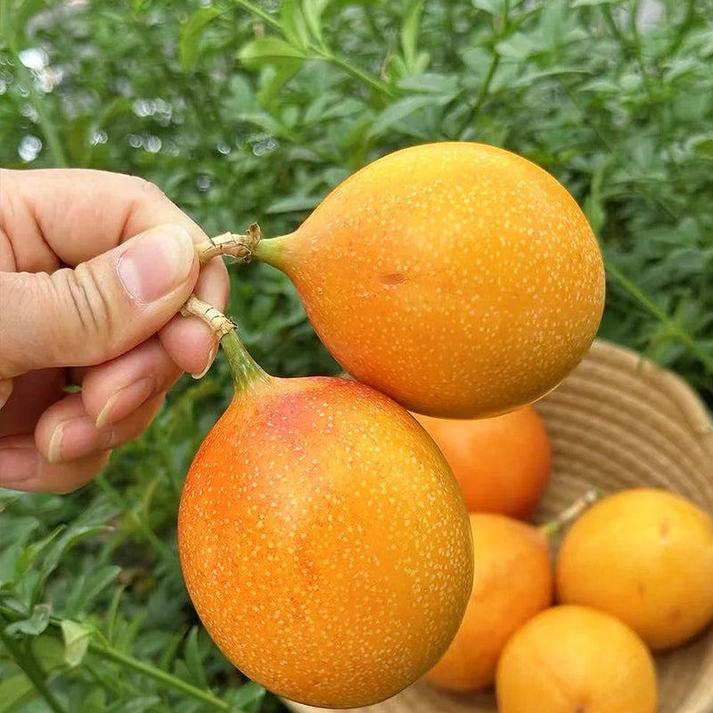 COLOMBIAN PASSION FRUIT SEEDS