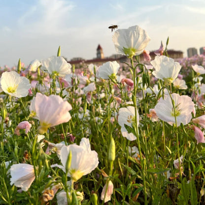 EVENING PRIMROSE SEEDS