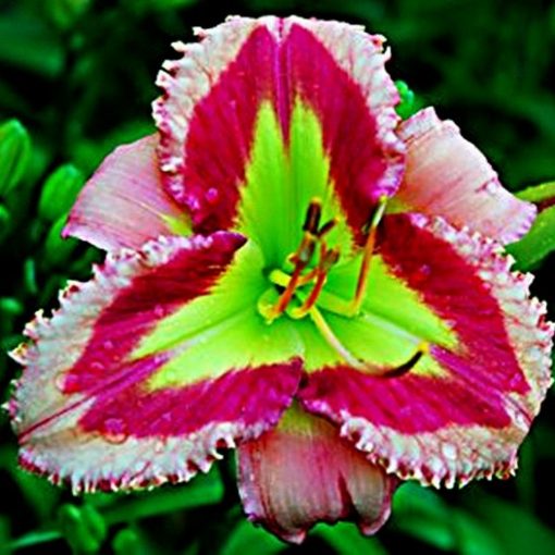 Daylily Hybrid Flowers Seed