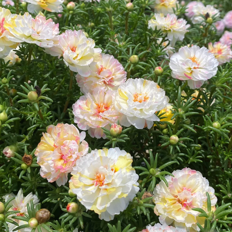 🌞 Bring Sunshine to Your Garden with Sunburst Moss Rose Seeds