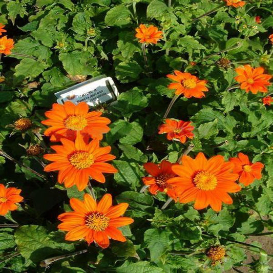 Orange Sunflower,Tithonia Speciosa Goldfinger flower Seeds