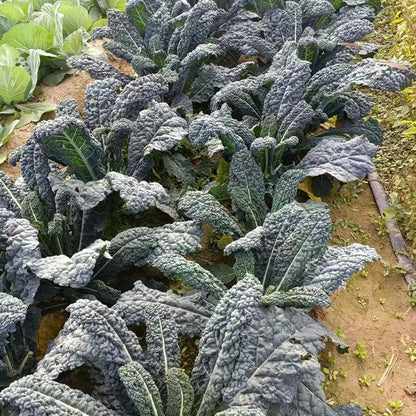 🌿FRIZZY-LEAF VEGETABLE SEEDS