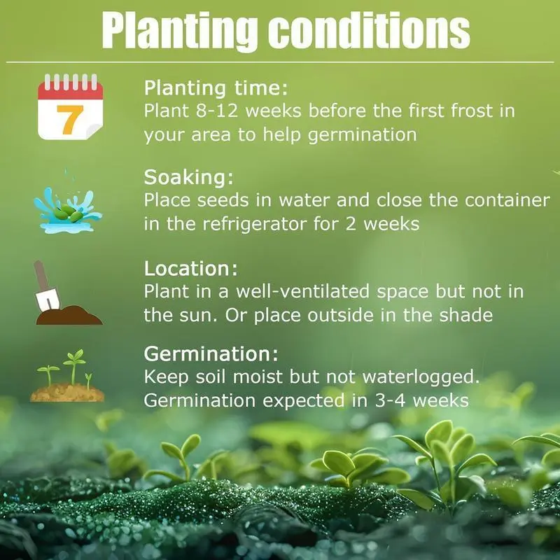 Rainbow Haze Plant Seeds