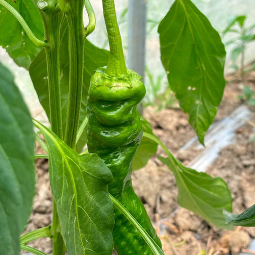 SPIRAL CHILI SEEDS