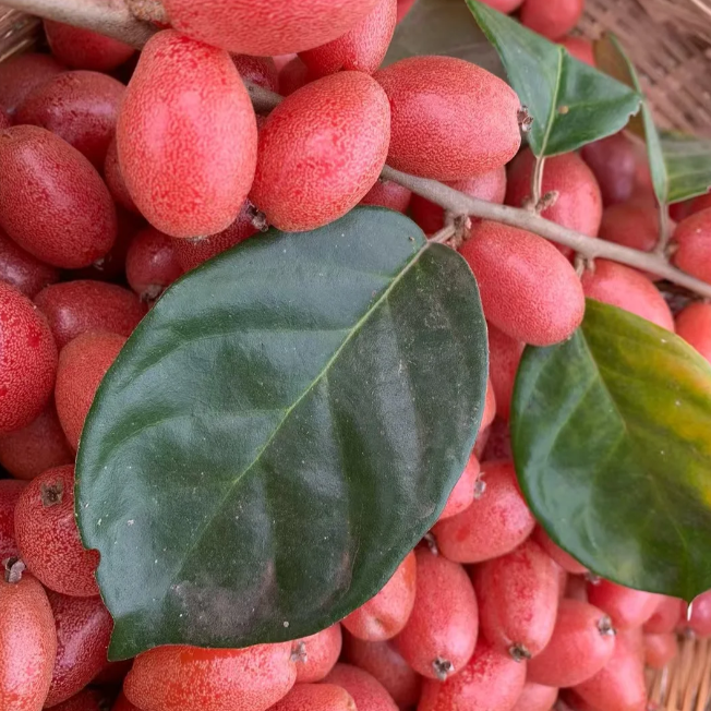 Che Fruit Seeds – Exotic and Nutritious