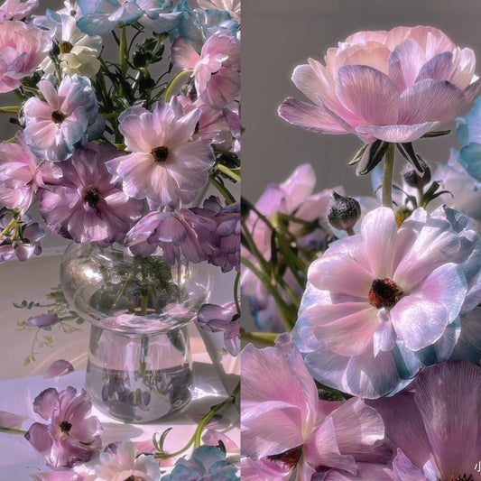 🦋Powdery Purple Butterfly Ranunculus