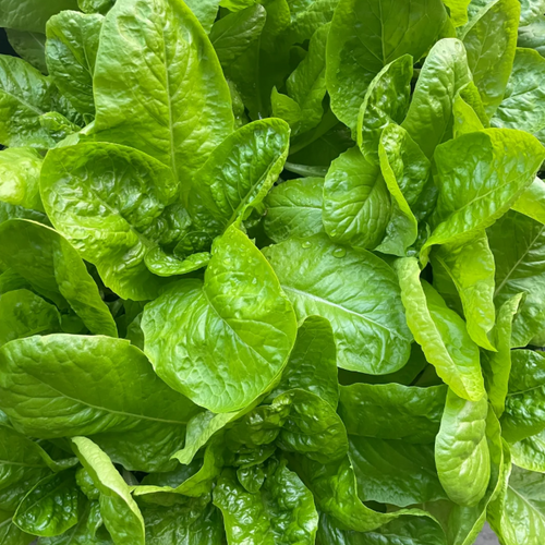 Peacock Cabbage seeds