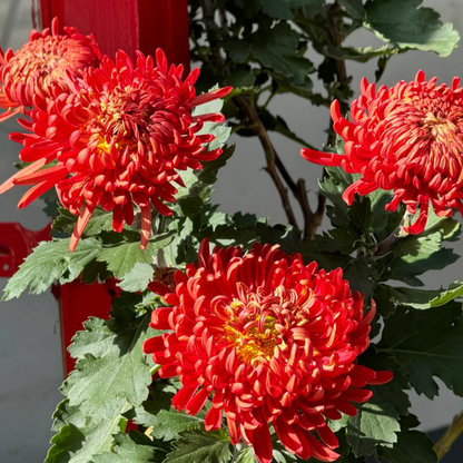 Large Double Chrysanthemum Seeds!