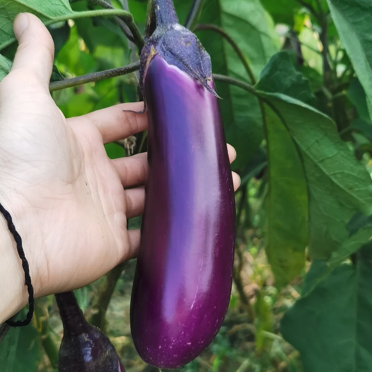 🍆 Eggplant Seeds – Grow Your Own Fresh & Flavorful Garden Harvest