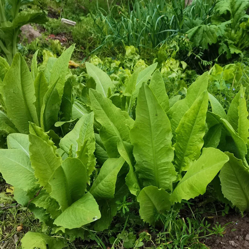 ROMAINE LETTUCE SEEDS
