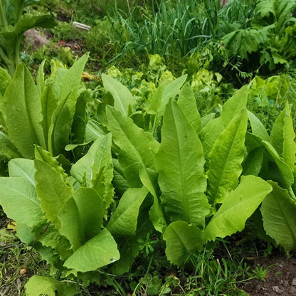 ROMAINE LETTUCE SEEDS