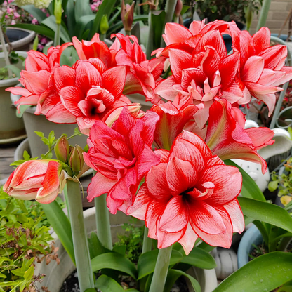 🌼Double-Petaled Perfume Amaryllis Bulbs