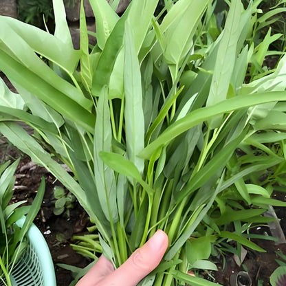 WILLOW-LEAF WATER SPINACH SEEDS
