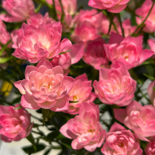 Little Lotus Rose🌼Miniature Rose