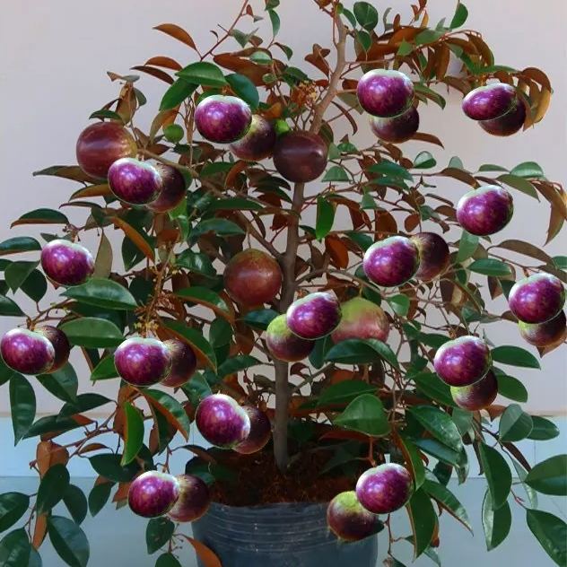 Milk Fruit Seeds-Star Apple-Chrysophyllum Cainito