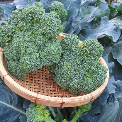 BROCCOLI RABE SEEDS