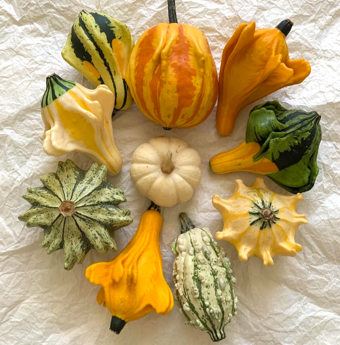 🎃 Mexican Gourd Pumpkin Seeds – Nature’s One-of-a-Kind Art!
